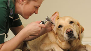 Veterinary Instruments